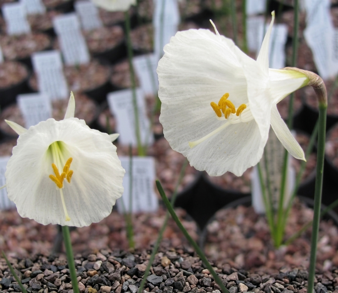 Narcissus Camoro
